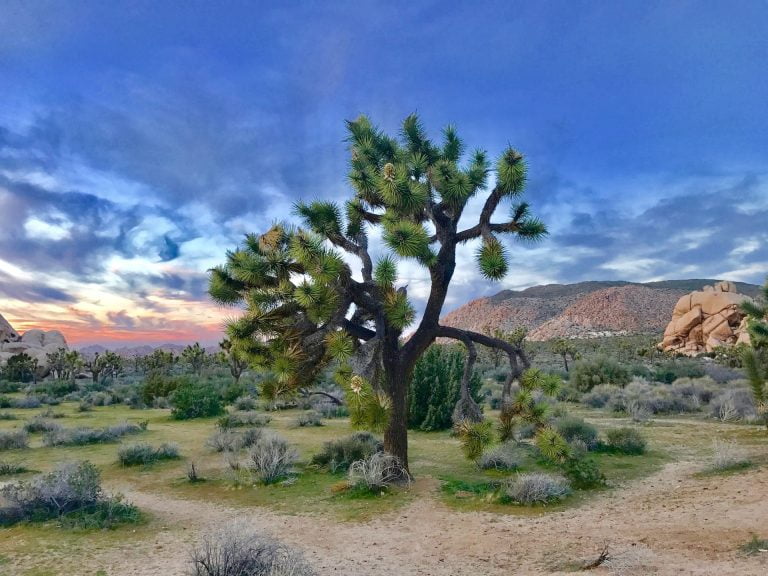 Exploring Joshua Tree National Park: A Comprehensive Guide