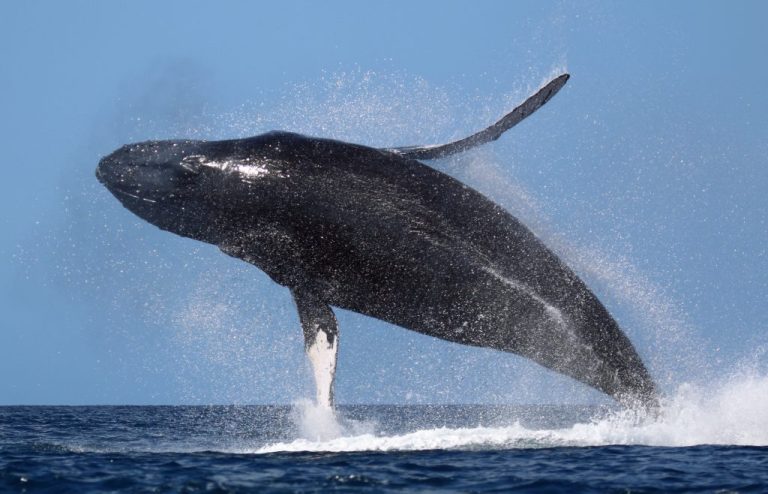 Whale-Watching Road Trip: Unveiling Australia’s East Coast Wonders